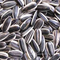 High quality sunflower seeds for human consumption